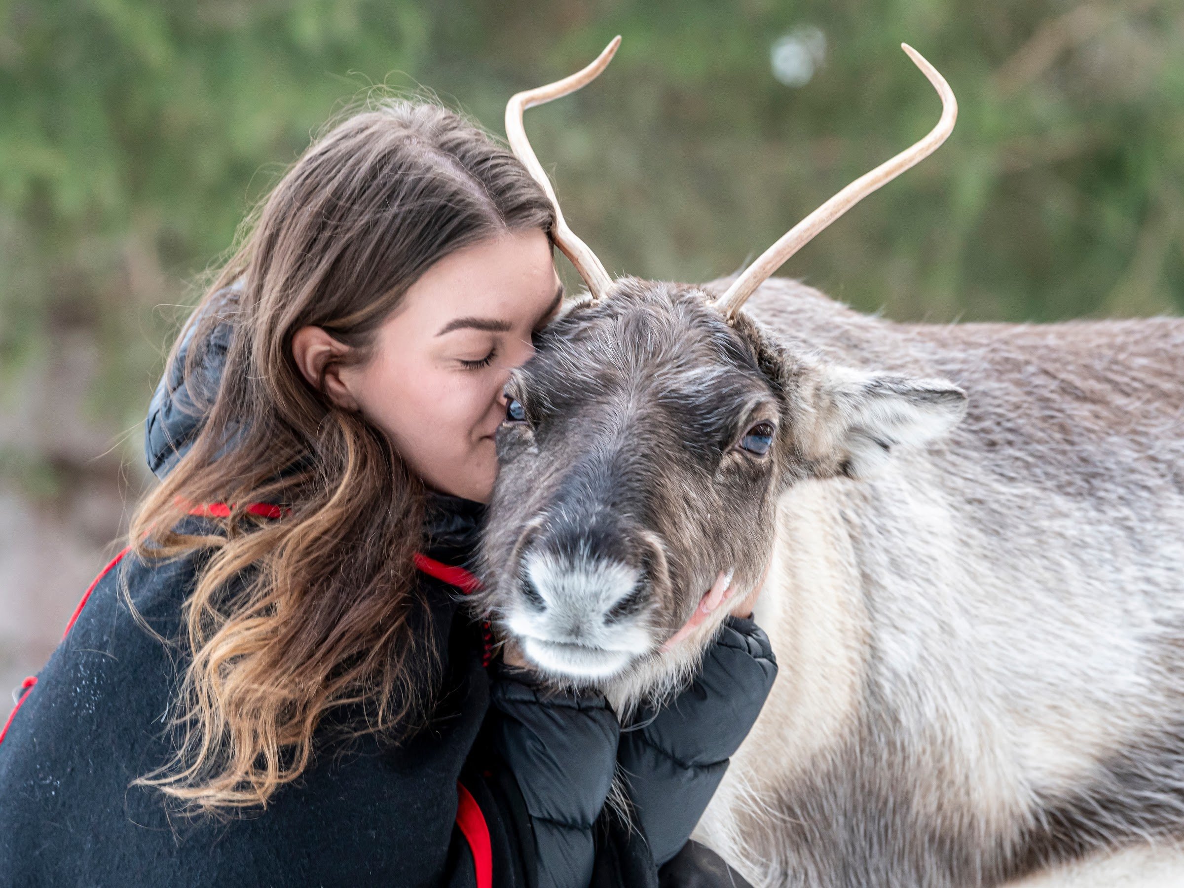 Kaatis Reindeer and Moose (Kaatis Älg & Ren)